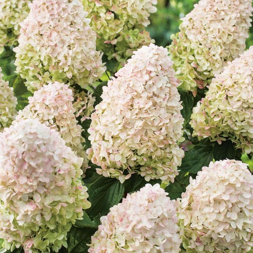 Hydrangea paniculata little - paniculata, 'little